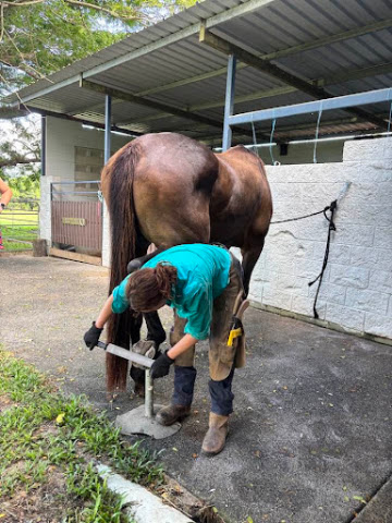 Trimming a horse